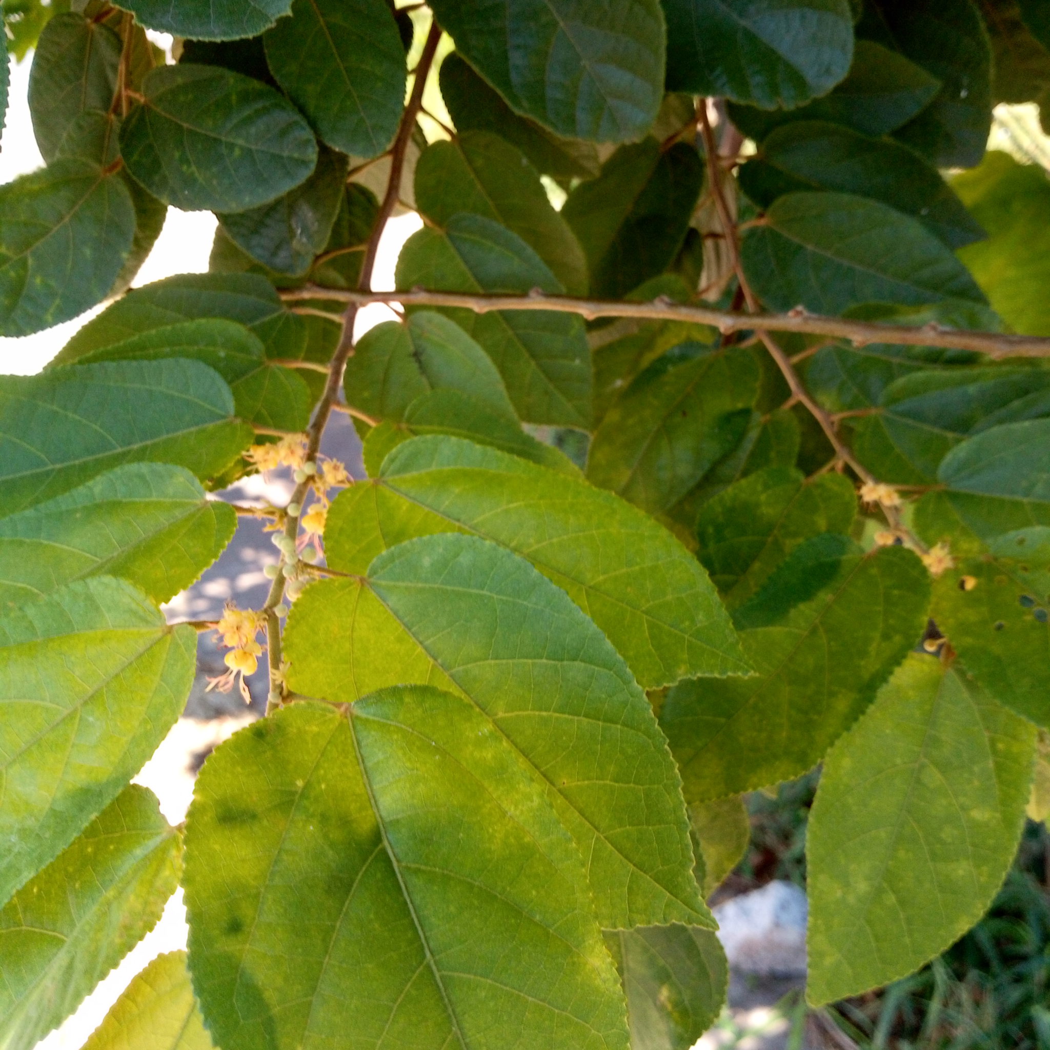 Hojas de guacima o guasamo 500 gr