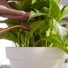 Alimento para plantas de interior Miracle-Gro (líquido) - Imagen 7