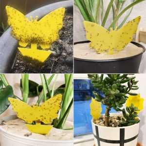 Paquete de 12 trampas adhesivas para moscas de frutas y trampas para mosquitos de hongos para interior y exterior, atrapa insectos de plagas de plantas de casa, no tóxico e inodoro - Imagen 7