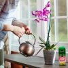 Miracle-Gro Alimento soluble en agua para orquídeas, fertilizante para plantas, 8 oz. - Imagen 7