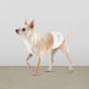 Amazon Basics Envoltura para perros machos, pañales desechables - Imagen 7
