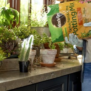 Miracle-Gro Mezcla para macetas de cactus, palmeras y cítricos, 8 qt. - Imagen 7