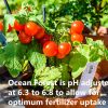 FoxFarm Ocean Forest Potting Soil Mix interior exterior para jardín y plantas | Fertilizante para plantas | 12 cuartos + THCity Stake - Imagen 4