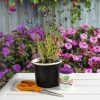 Garden Safe Brand TakeRoot Hormona de enraizamiento 2 onzas, ayuda a cultivar nuevas plantas a partir de esquejes - Imagen 6