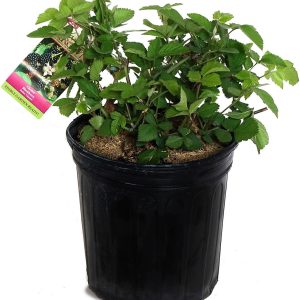 Rubus Chester (blackberry) Comestible-arbusto, Mora, #2 –