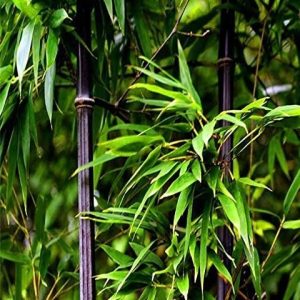 Semillas De Bambú Negro Raras Para Plantar Más De 50 Semil