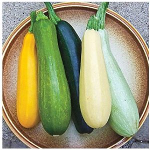 Davids Garden Seeds Calabacín Summer Melody Sal9112 (multi)