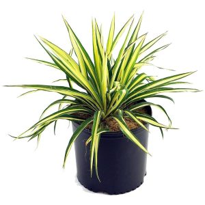 Color Guard Yuca, Variegated Hoje Planta En 2 Galón Pot Yu