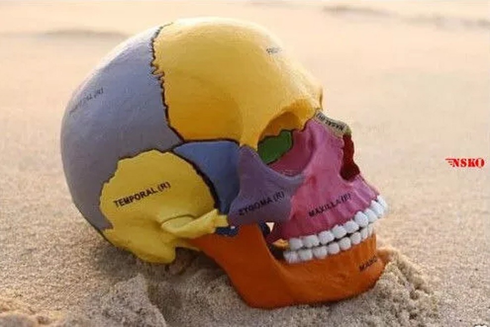 Craneo Humano Desarmable Modelo 4d 17 Piezas, Envío Gratis