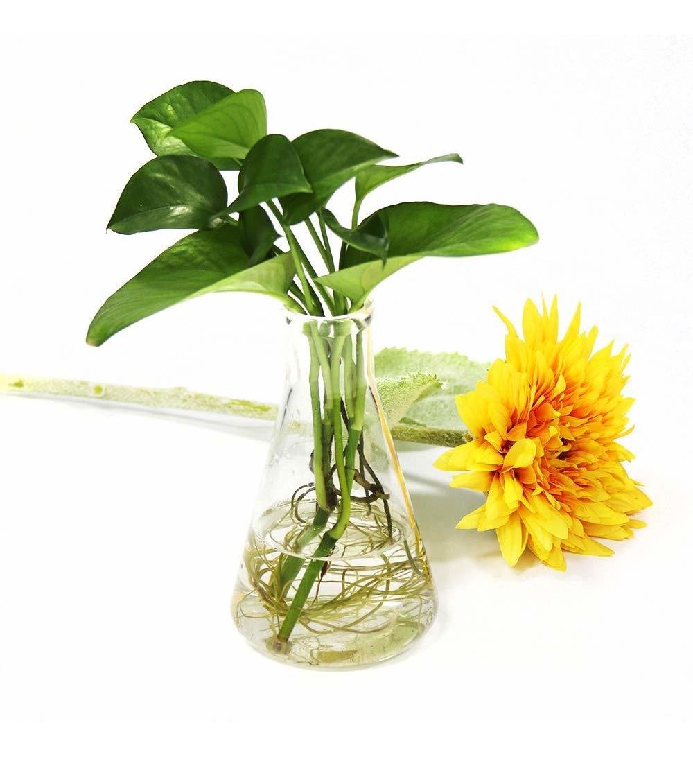 Bapu Glass Scientific Erlenmeyer Flask Set, 5 Tamaños 50 Ml