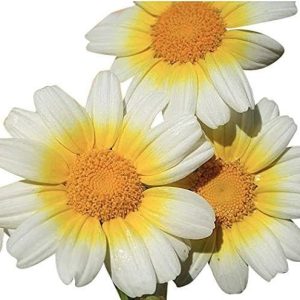 1000 Semillas Guirnalda Daisy Perenne, Pleno Sol Daisy