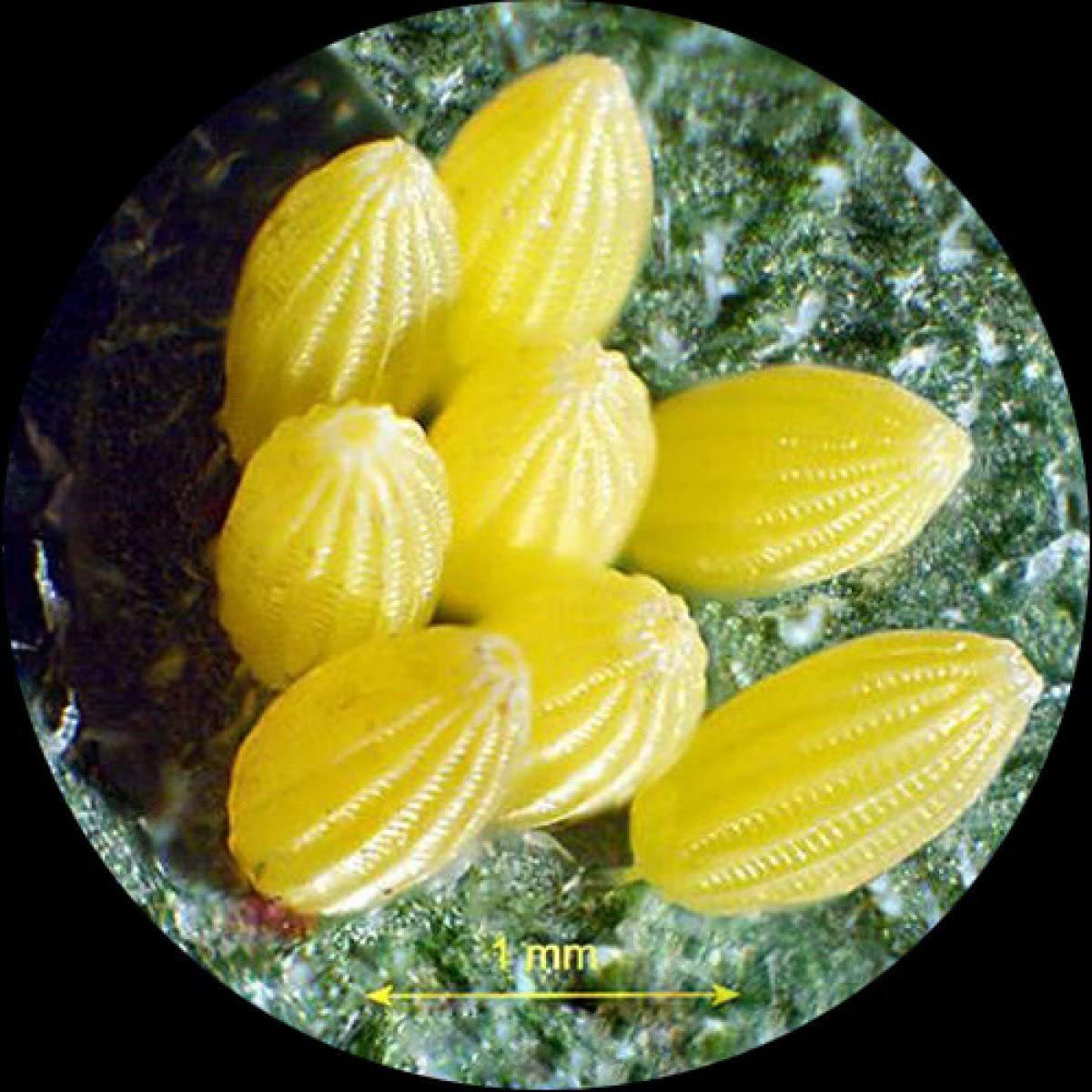 Amscope Se400-z Profesional Binocular Estéreo Microscopio, W