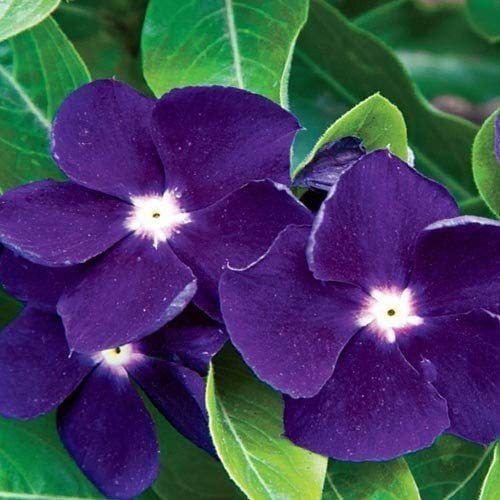 40 Vinca Sunstorm Púrpura Lavanda Semillas De Flores/anual