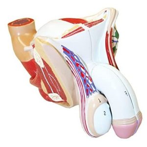 Walter Productos B10449 Genital Masculino Modelo, Tamaño Nat