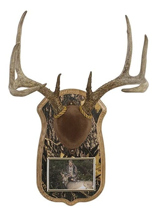 Nogal Hollow Country Deluxe Cuerno Display Kit Con Marco De