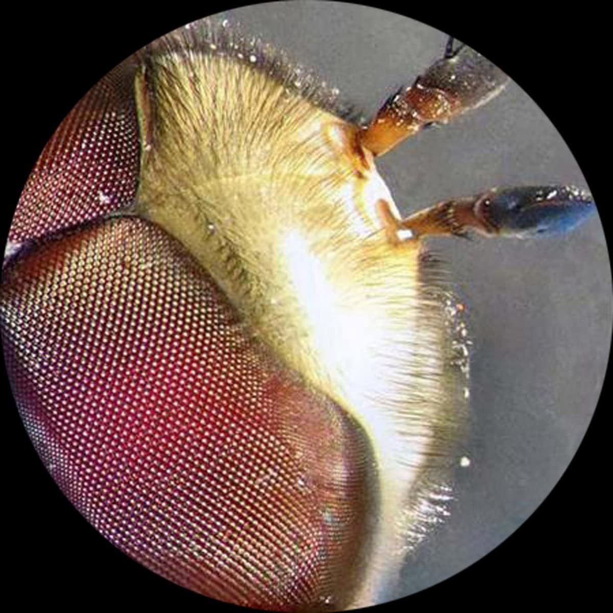 Amscope Se120 Microscopio Estéreo Binocular Portátil, Ocular