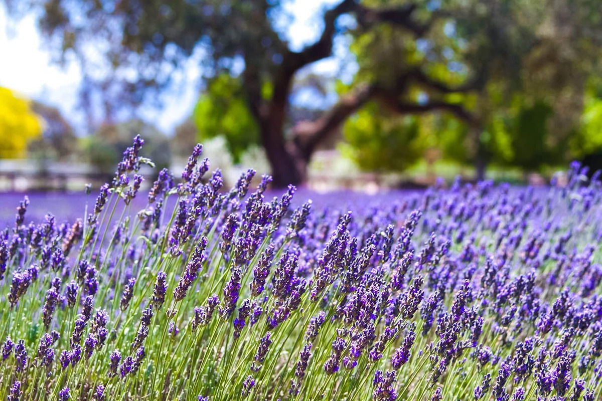 Semillas Orgánicas De Lavanda Francesa Francesa Para Plantar –