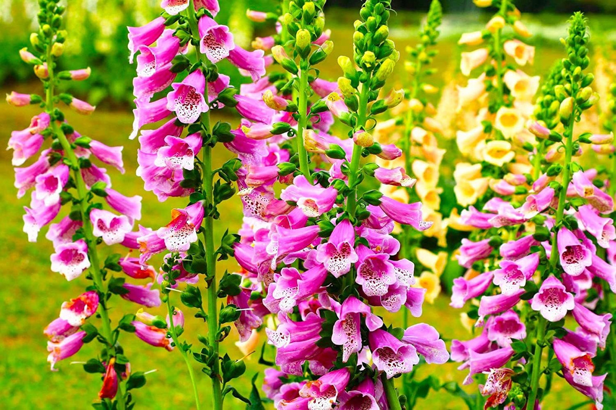 Mezcla De Semillas De Flores Silvestres Y Colibrí – Más De 6 – Mezcla De Semillas De Flores Silvestres Y Colibrí – Más De 6 –