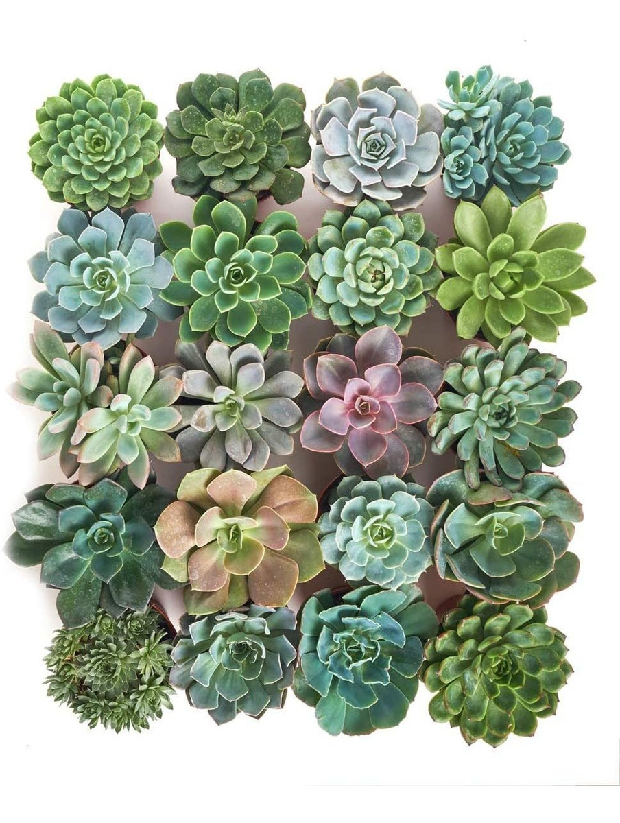 Tienda Suculentas | Colección Roseta Radiante | Surtido De P