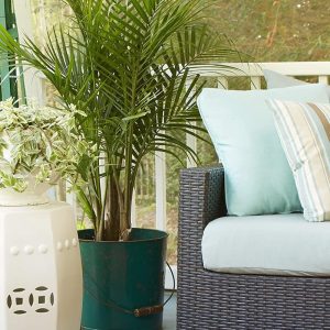 Costa Farms – Palma Natural De Salón, Neanthe Bella, Para In