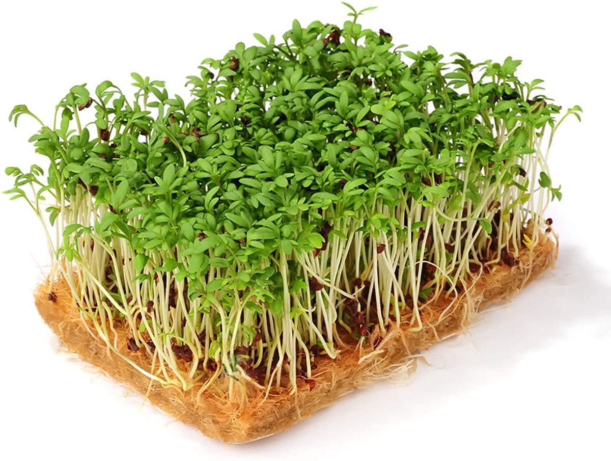 Pack De 20 Planta De Yute Grow Mat- Hidropónico Crecen Pads