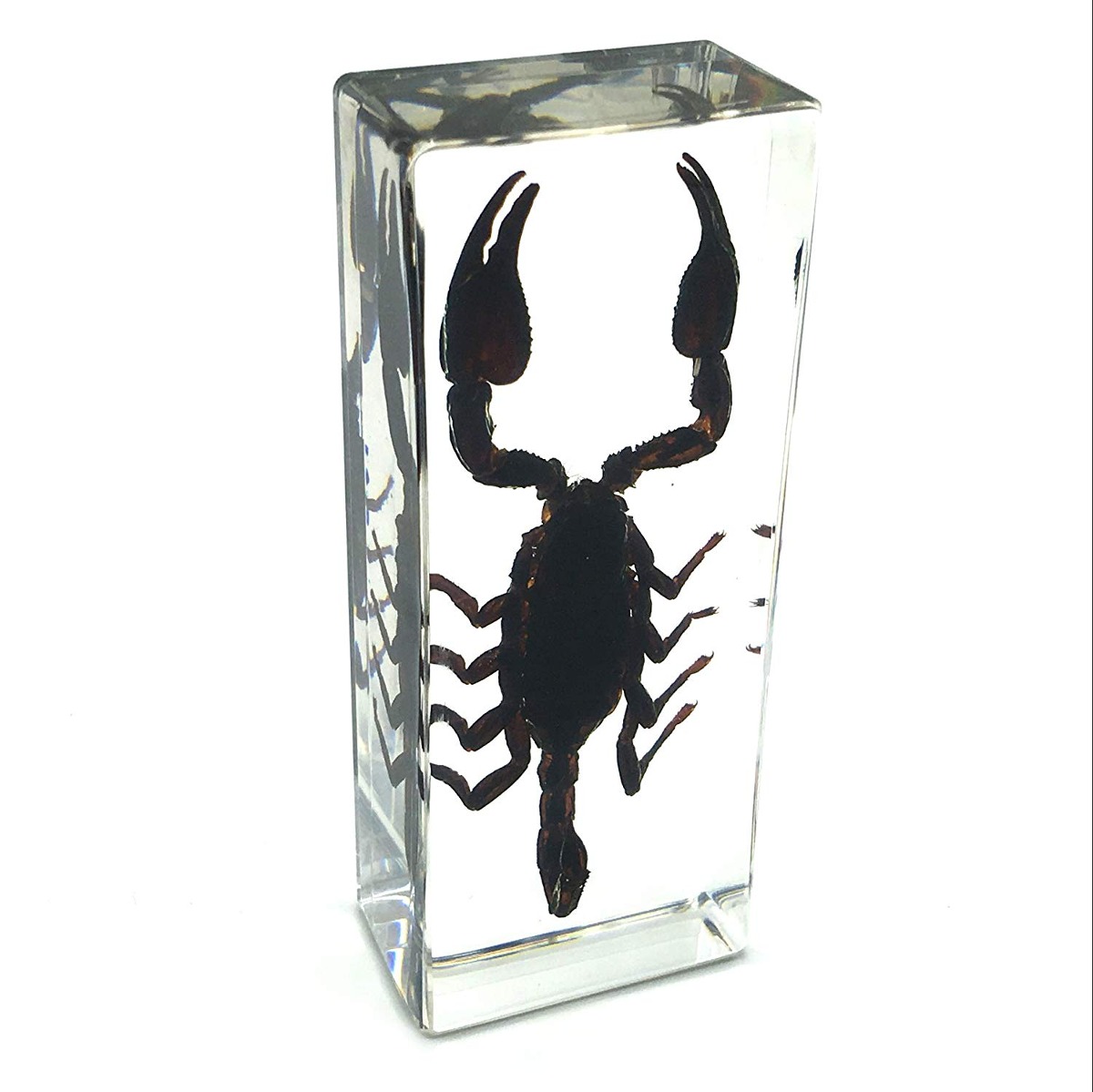 Real Black Scorpion Pisapapeles De Muestras Para La Ciencia