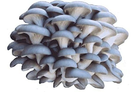 Organic Blue Oyster Mushroom Growing Kit
