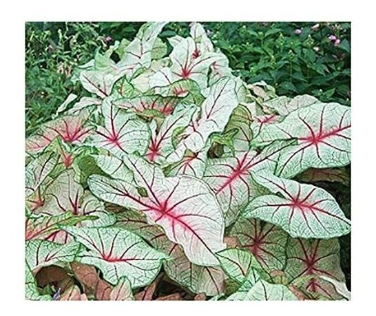 White Queen Caladium Bombilla De Tamaño Superior Zones 9
