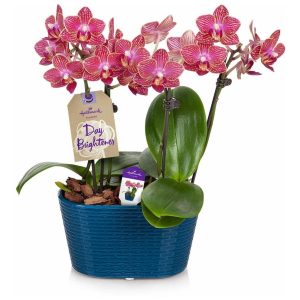 Planta Floral, Orquídea