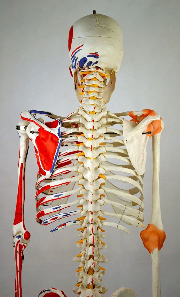 Wellden Producto Médico Modelo Anatómico Esquelético Humano,