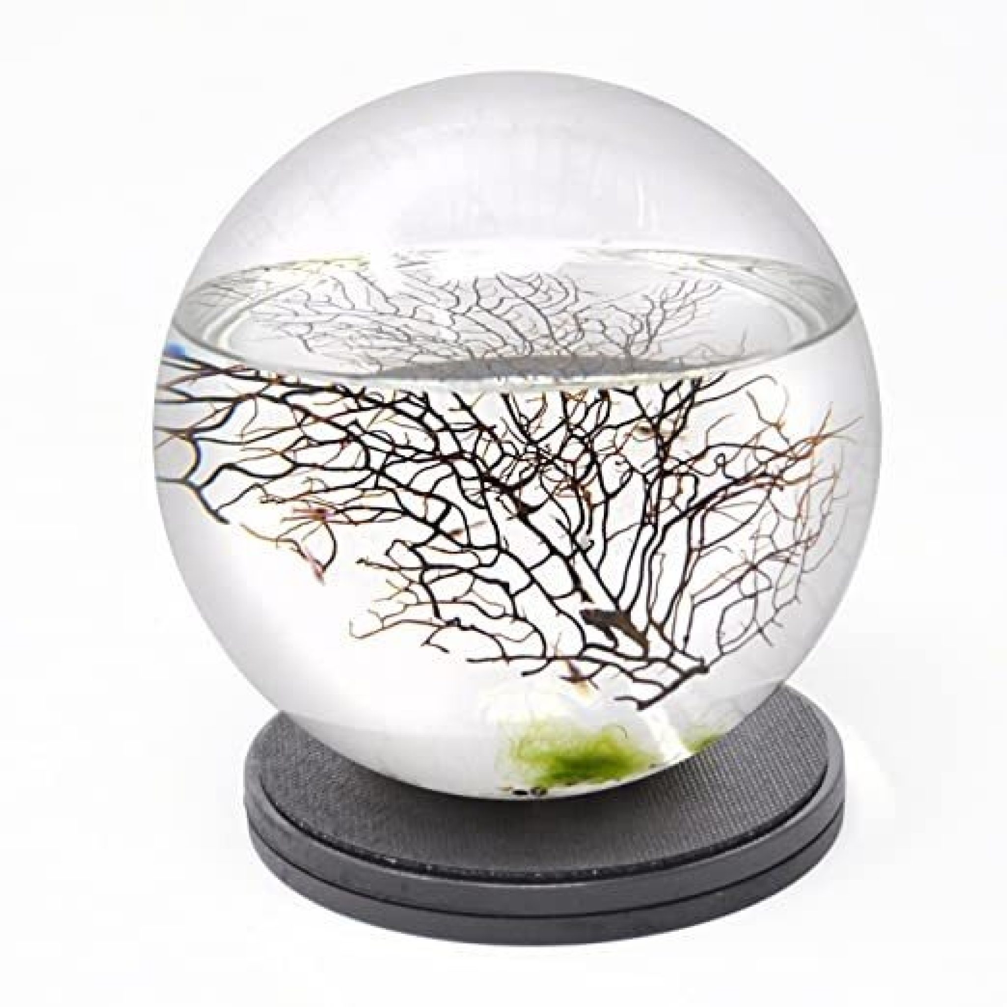 ecosphere-cerrado-ecosistema-acu-tico-esfera-con-base-gira