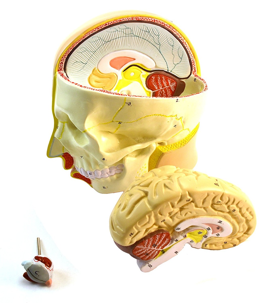 35  De Tamaño Natural De Primera Calidad Torso Humano, Sin S