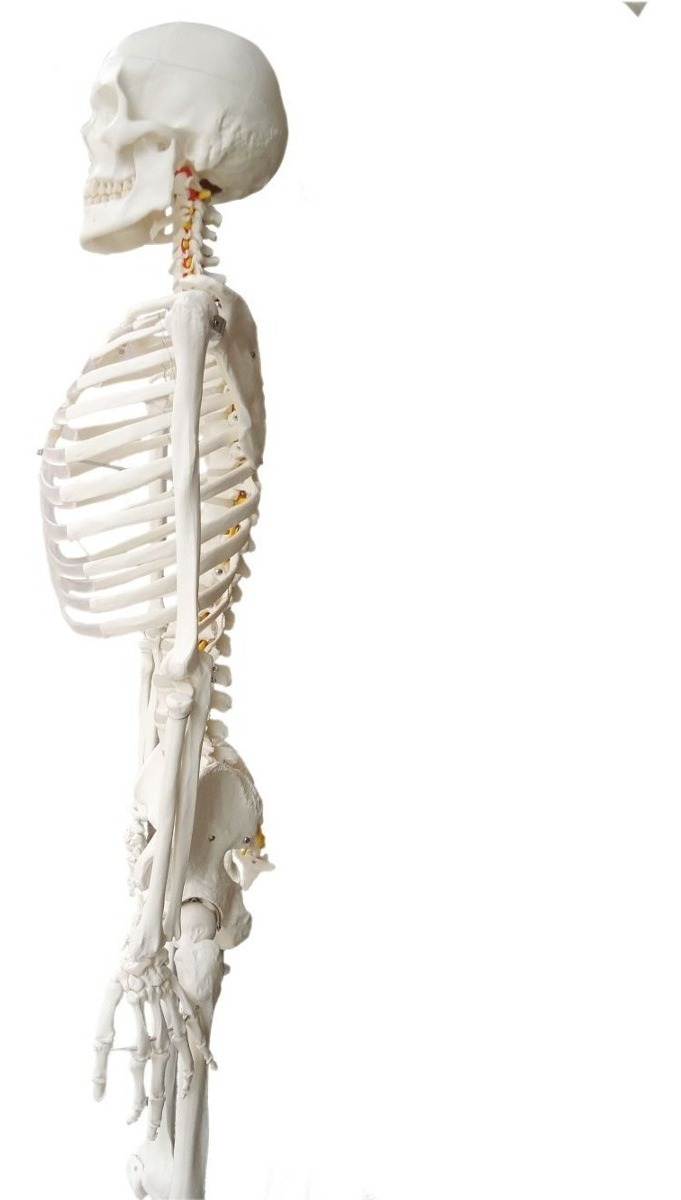 Wellden Médico Modelo Anatómico Esquelético Humano, 170cm, D