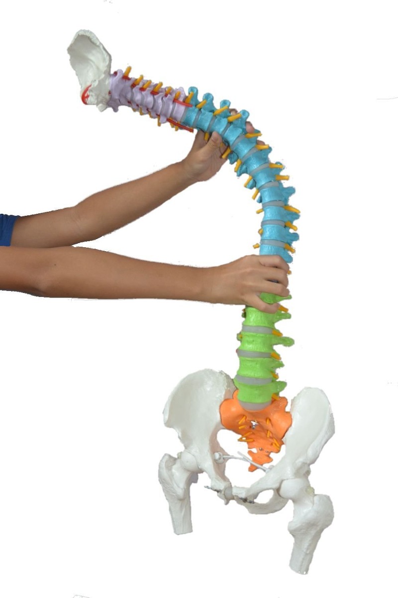 Wellden Anatómicos Médicos De Súper Columna Flexible Modelo