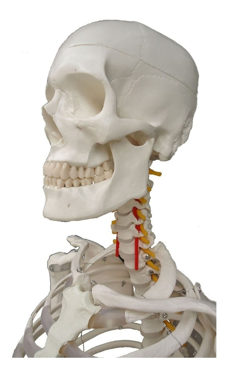 Wellden Médico Modelo Anatómico Esquelético Humano, 170cm, D