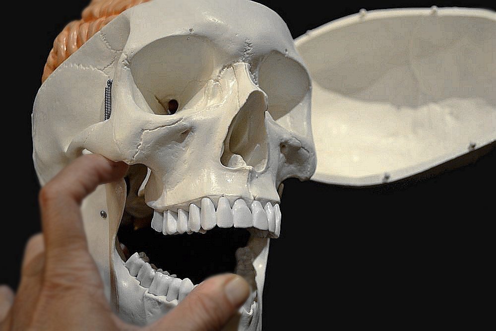 Wellden Producto Médico Modelo Anatómico Humano Del Cráneo,