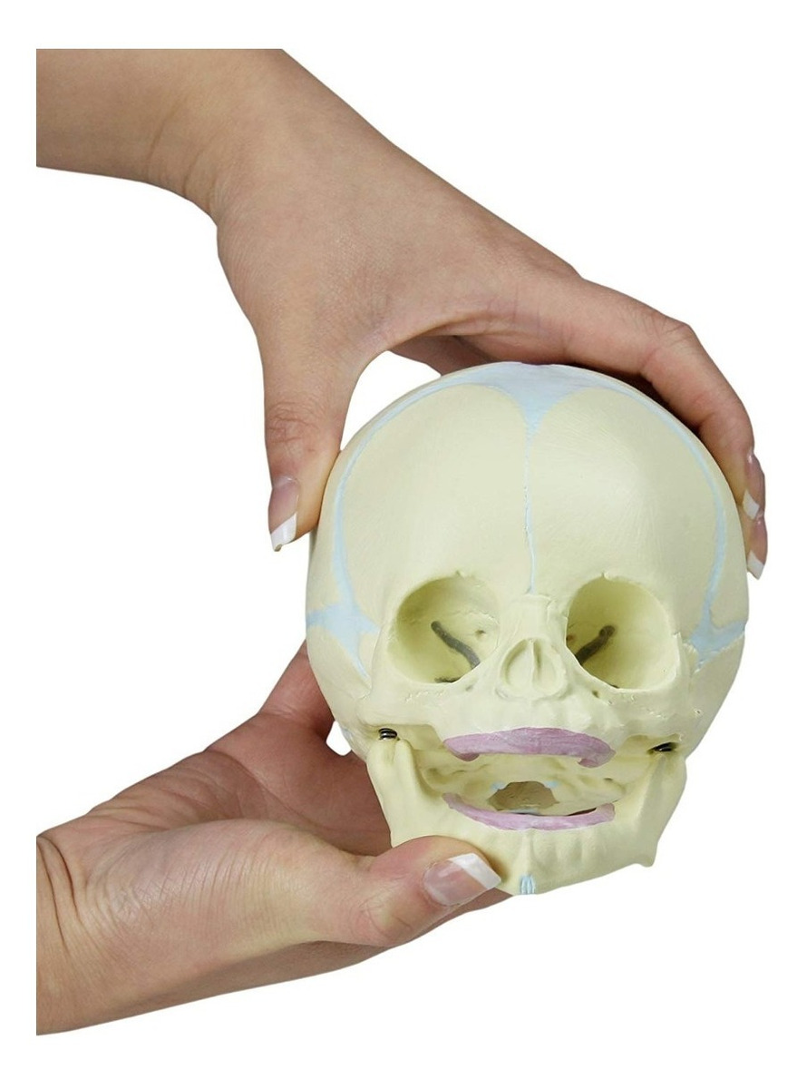 Walter Productos B10222 Fetal Modelo Humano Del Cráneo, Sema