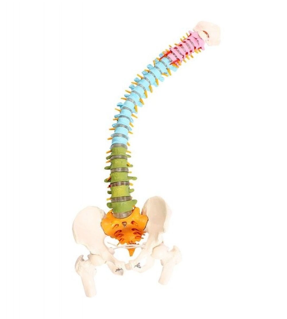 Wellden Anatómicos Médicos De Súper Columna Flexible Modelo