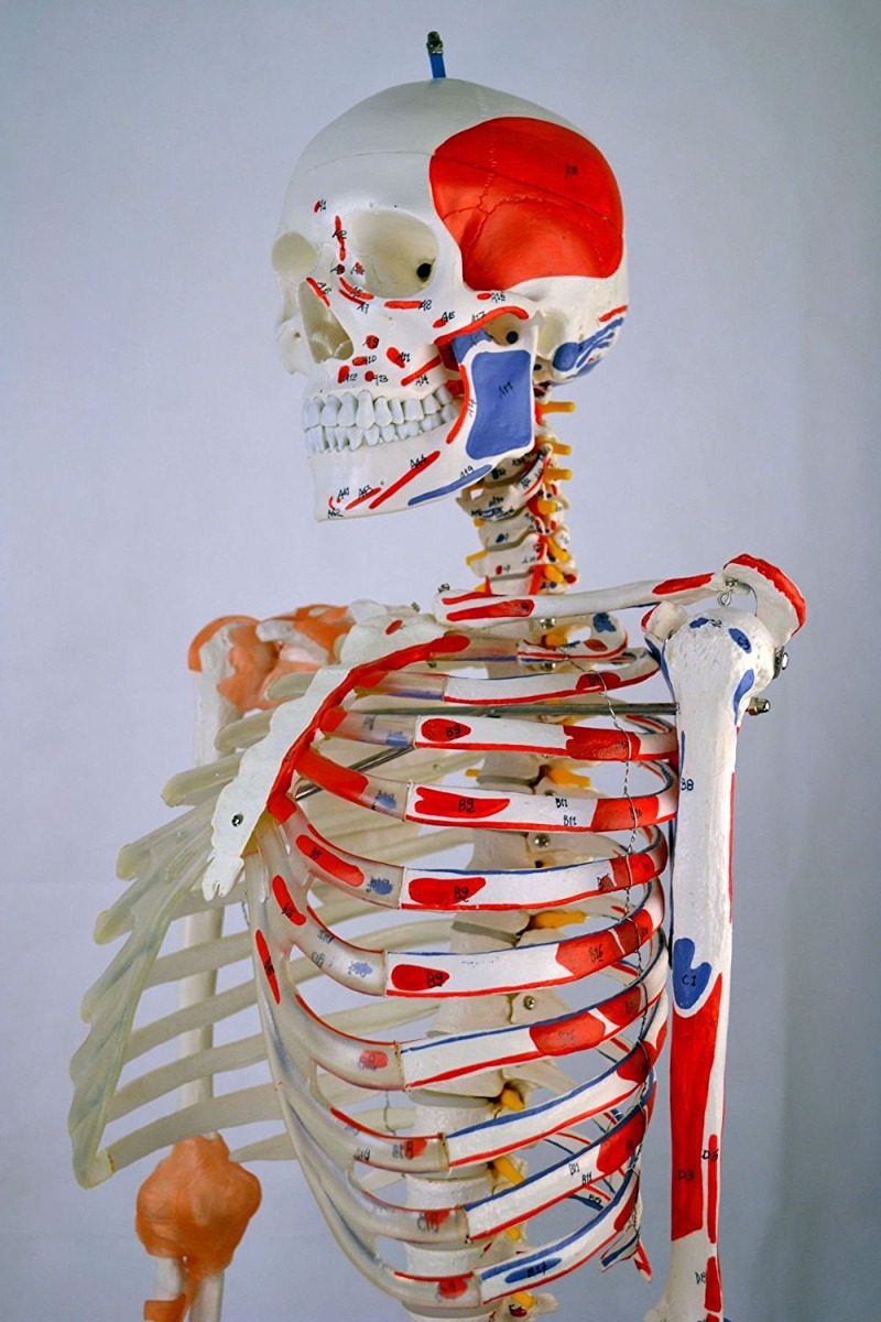 Wellden Producto Médico Modelo Anatómico Esquelético Humano,