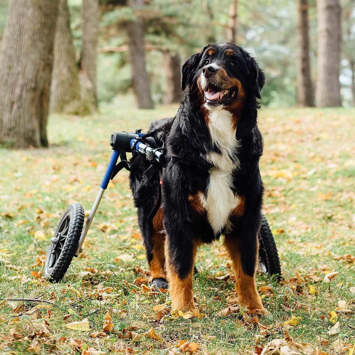 Walkin' Dog Ruedas Silla De Ruedas - Para Perros Grandes 70-