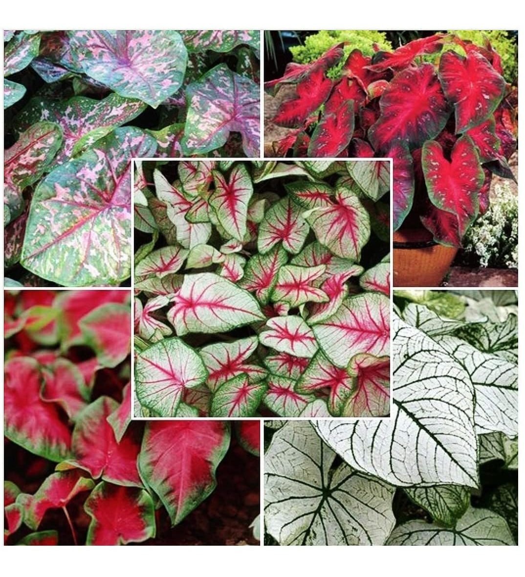 3 Bulbos De Caladio De Colores Mezclados Grandes - Raíz Desn