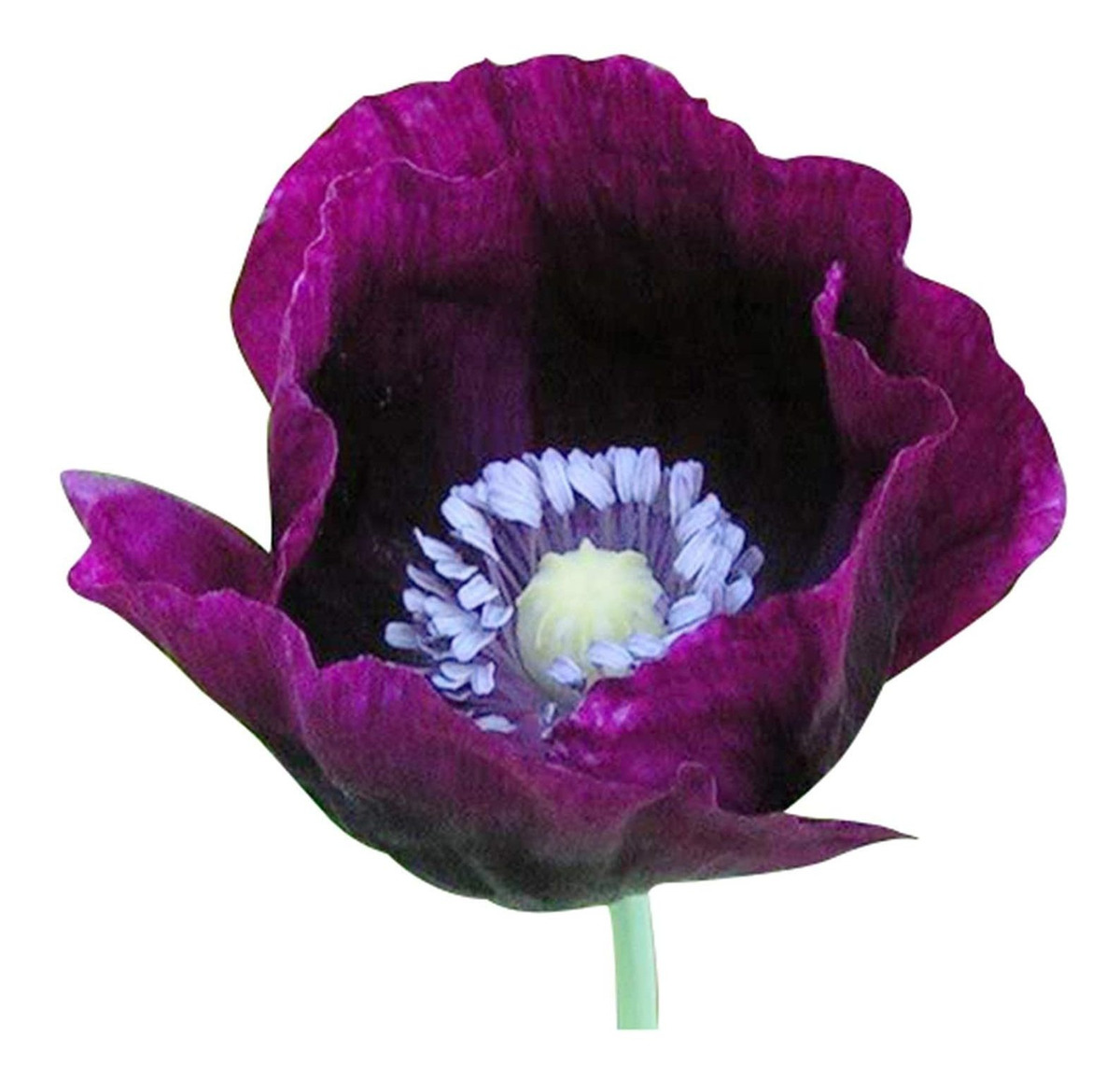 3000 Seeds - Laurens Grape - Semillas De Amapola