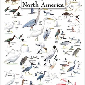 Cielo Tierra Y Agua Impresiones – Aves Acuáticas De Sibley D