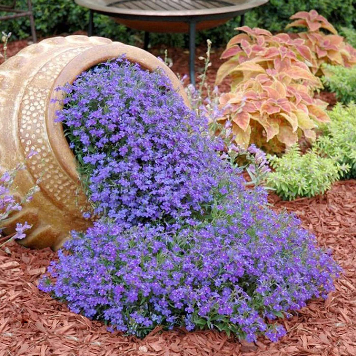 50 Piezas De Semillas Para Mezclar Alfombras Lobelia Seeds |