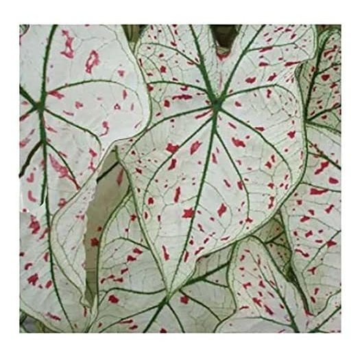 Fancy Leaf Caladium - Estrella De Arándano - 3 Raíces De Tam