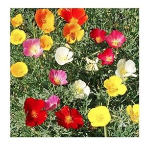 California Dreaming Mixed Semillas De Amapola .3 Oz.-aprox