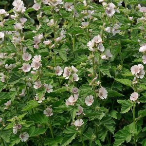 Semillas Malvavisco (althaea Officinalis) Hierbas Perennes M