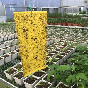 Gingbau Paquete De 20 Trampas Adhesivas Amarillas De Doble C