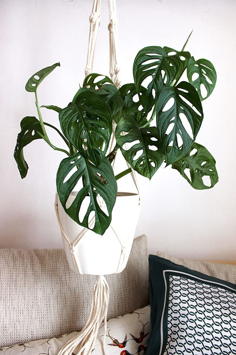 American Plant Exchange - Planta De Queso Suizo Monstera Ada