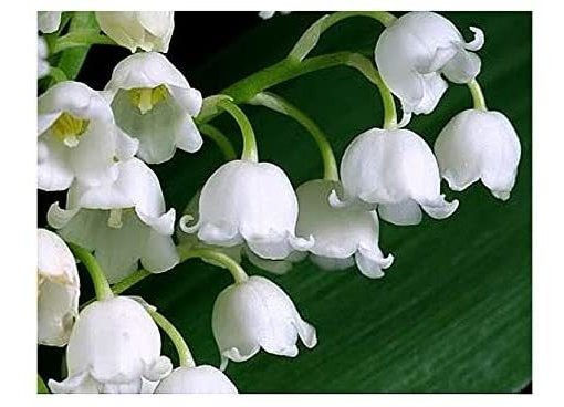 30 Grandes Y Regordetas Lirio Del Valle De Raíz Desnuda Pips